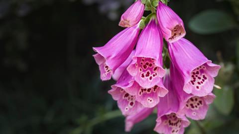 Close up of foxgloves 