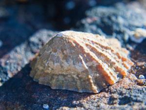 limpet shell