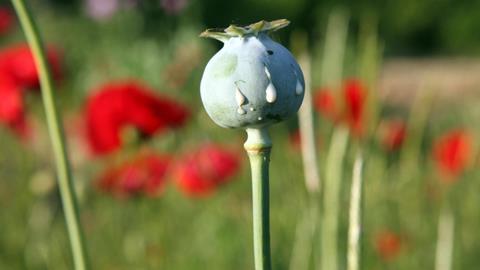 Opium poppy seed head - Hero