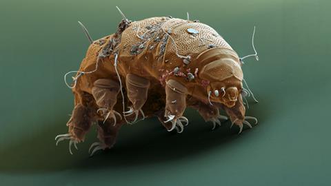 Water bear