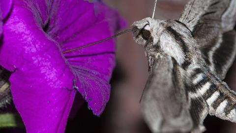 pollination of a petunia by a moth