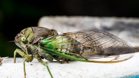 An image showing a cicada