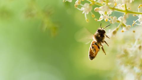 Flying honey bee 