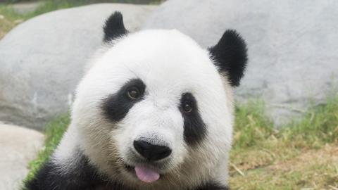 A photo of a giant panda
