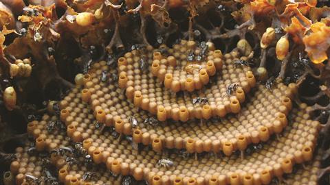 0418CW - Crucible - Tetragonula carbonaria spiral bee hive