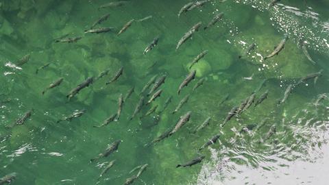 Coho Salmons swimming upstream near Port Alberni, British Columbia, Canada