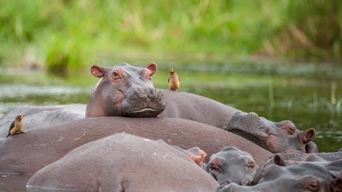 A pod of hippos relaxing in the Nile River  Murchison Falls National Park, Uganda