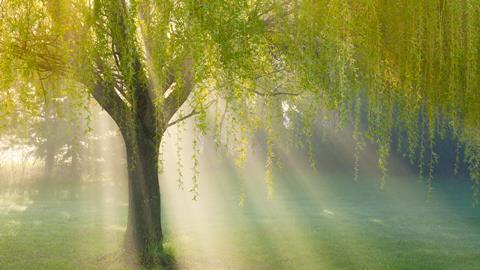 Sunbeams through willow tree in morning fog