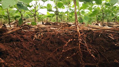 Development of soybean root