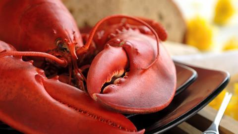 Boiled atlantic lobster