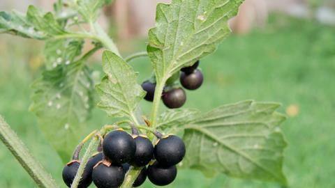 The black nightshade (Solanum nigrum) poisonous weed