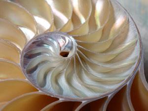 Inside of a shell showing mother of pearl