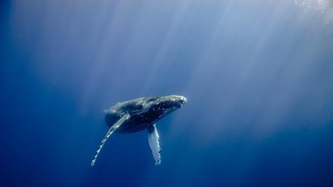 Humpback Whale in Hawaii 