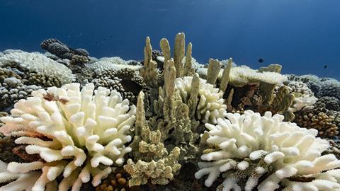 A bleached coral reef