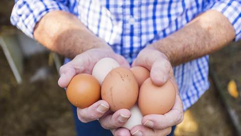 Chicken eggs farmer hands