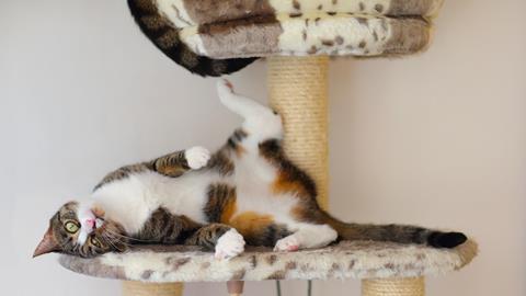A cat, playing on a purpose built cat tower