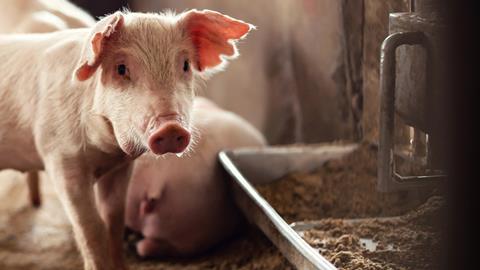 A piglet beside a feeding trough