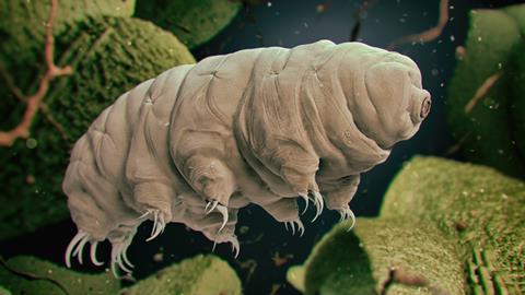 An image showing a Tardigrade 