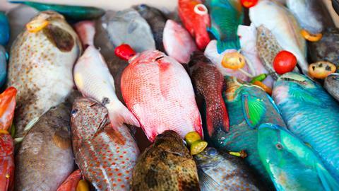 Colourful fish at a fishmarket