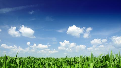 Image shows a cornfield beneath a bright blue sky