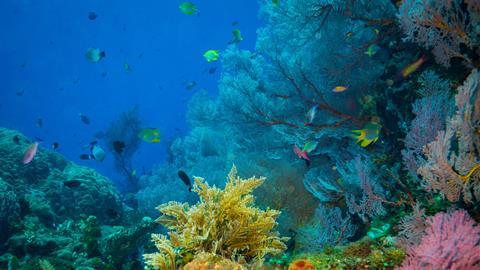 Coral garden on Bali. Indonesia