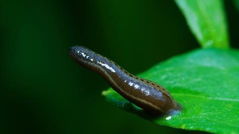 Hirudin leech close up