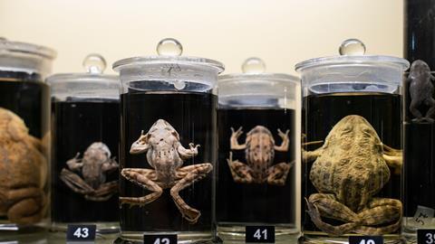 Frogs in a glass containers preserved and conserved in formalin
