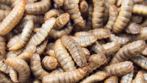 Black soldier fly larvae used for protein animal feed ingredient, Close up
