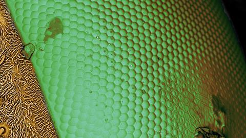A close up image of a fly's eye reveals a pattern of raised hexagons next to a hairy surface.