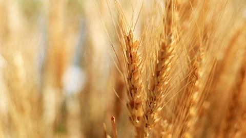 Barley crop
