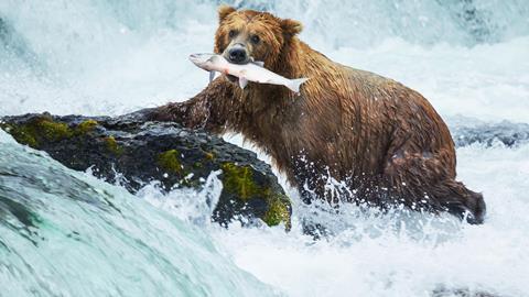 Grizzly bear with caught salmon in mouth - Hero