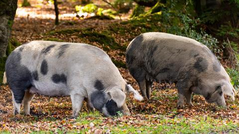 Pannage pigs in the New Forest