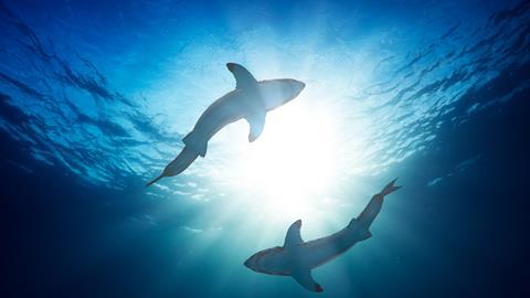 Great white sharks by watersurface view from bottom 