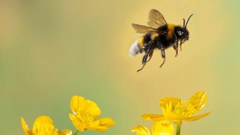 An image showing a bumblebee in flight