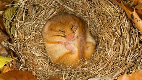 Hibernating doormouse