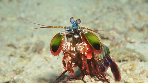 Peacock mantis shrimp, Odontodactylus scyllarus