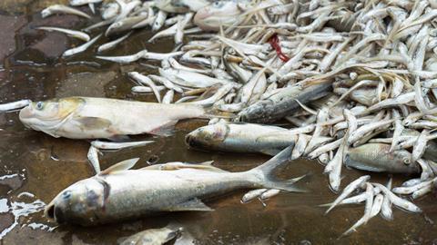 An image of dead fish as a result of chemical leaks in a Chinese port