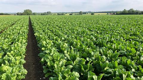 Sugar beet field