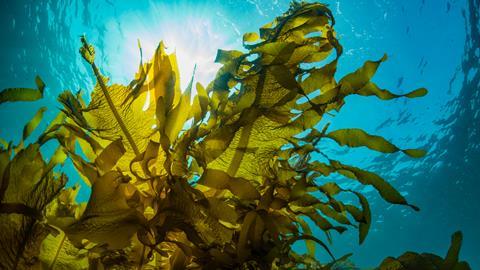 Seaweed under the sea