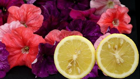 A picture showing citrus fruit with petunia flowers