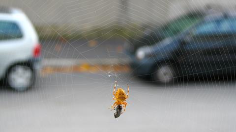 Spider web by a road