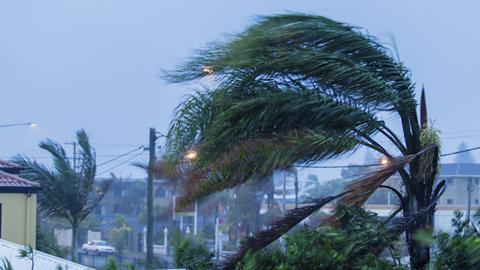 Palm tree blown by hurricane