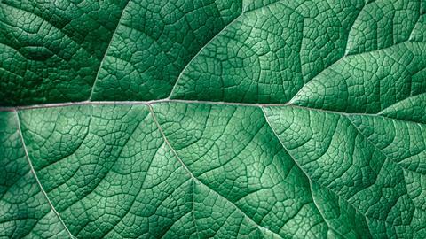 A close up photo of a healthy green leaf