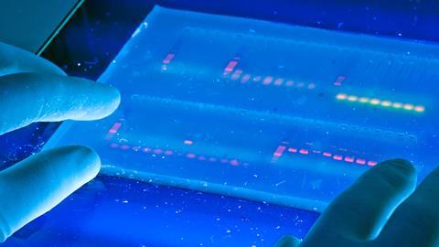 Agarose gel with UV illumination - Ethidium bromide stained DNA glows orange (close-up)