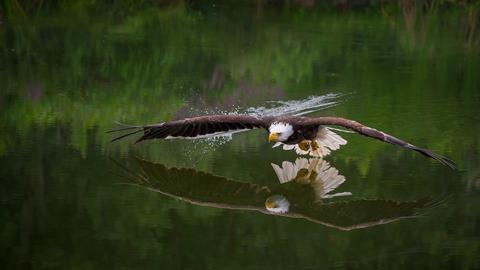 An image showing a bald eagle