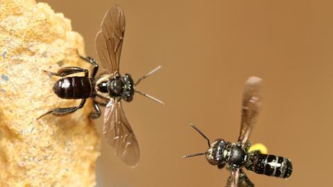 An image showing stingless bees