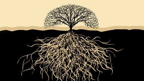 An image showing a tree with big roots