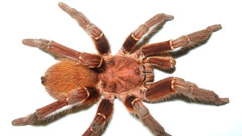 King Baboon spider