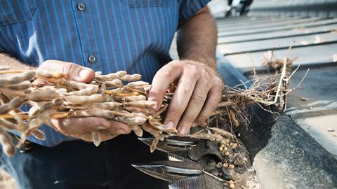 A photograph of dried soybean pods