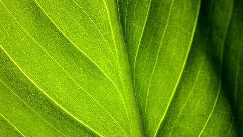 Close up of a plant leaf